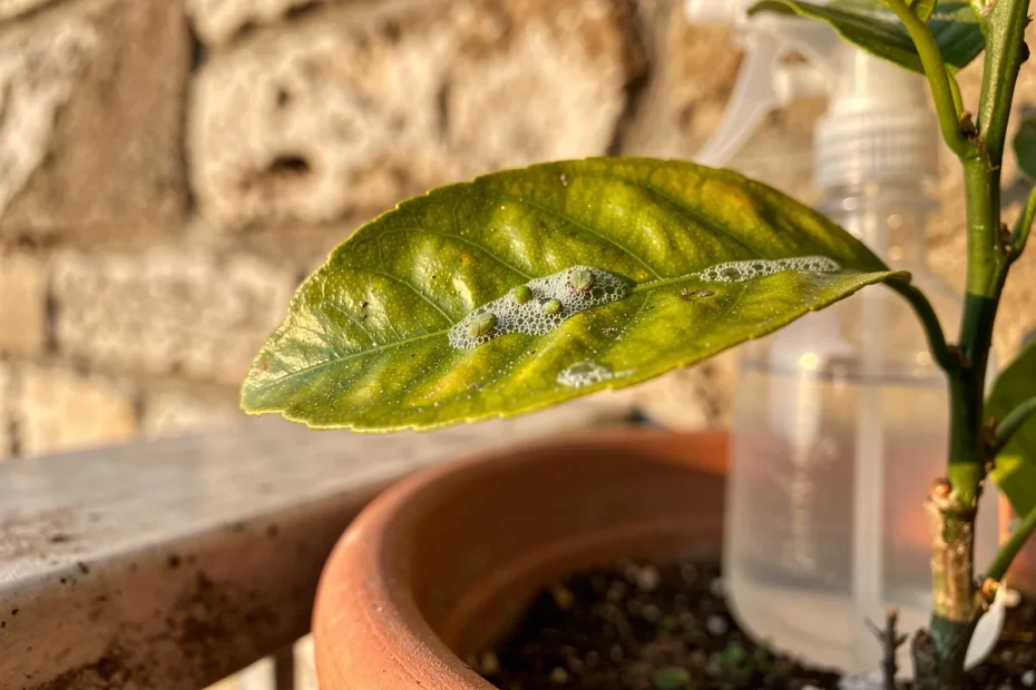 Foglie di limone appiccicose? Non è sporco, è un segnale d'allarme: risolvi con un po' di sapone neutro