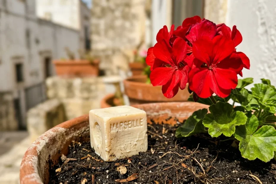 Perché i tuoi gerani esplodono di fiori con un semplice pezzetto di sapone di Marsiglia