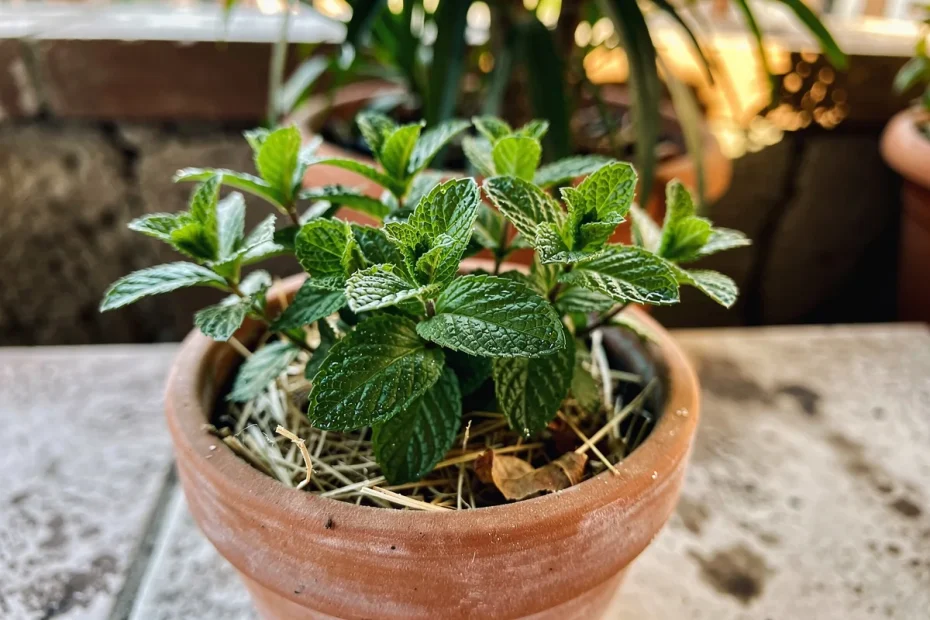Perché la menta perde aroma quando prende troppo sole