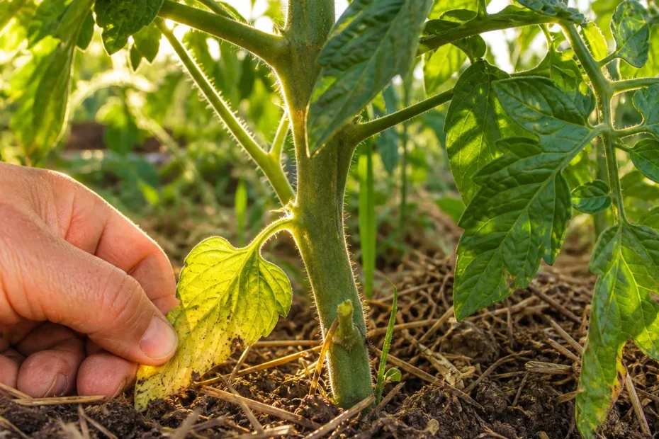 Pomodori a giugno: le foglie basse vanno tolte adesso o è meglio aspettare?