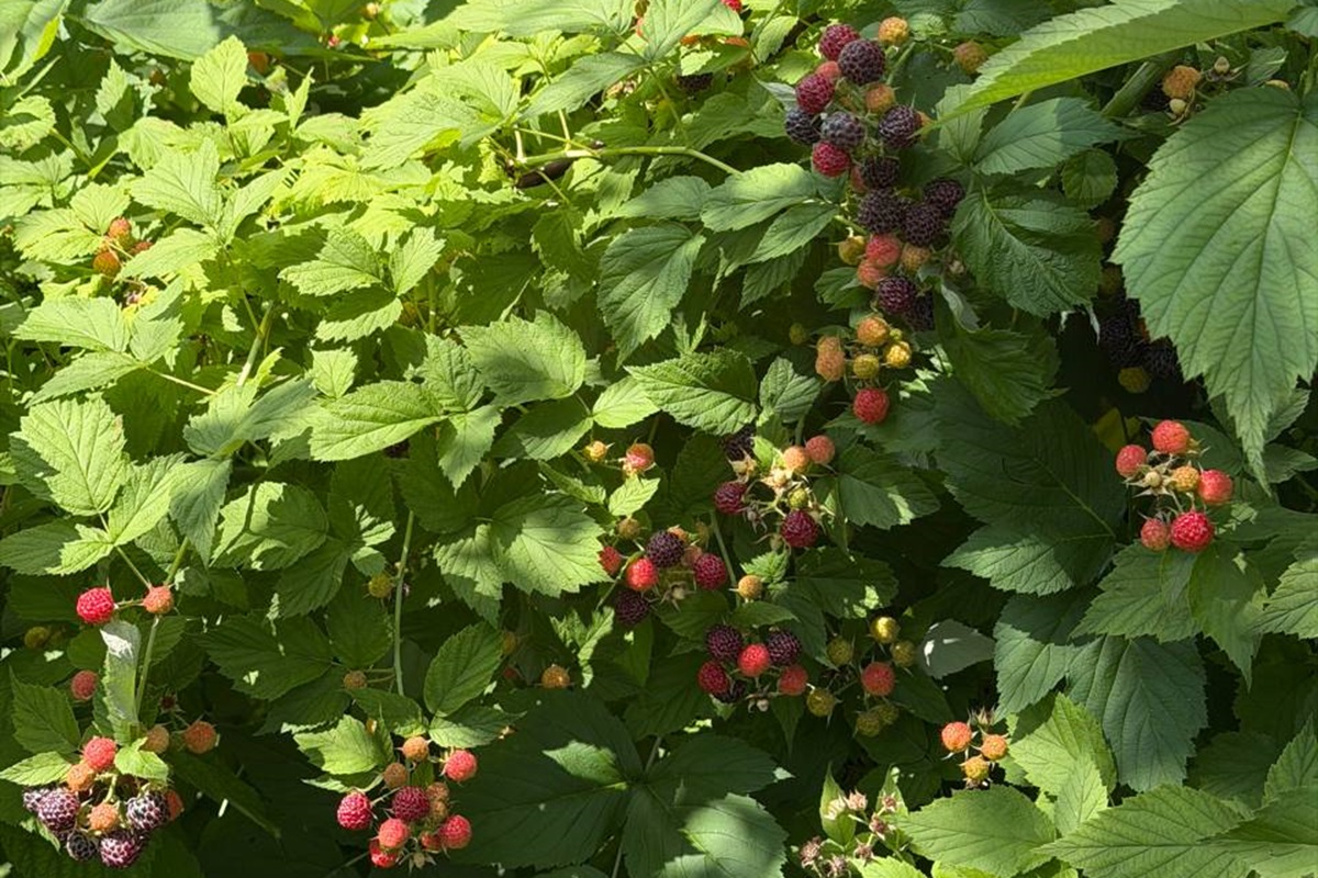 Pianta di lampone nero coltivata in giardino a fine giugno con frutti scuri e foglie verdi, cespuglio alto con rami curvi sotto il peso delle bacche